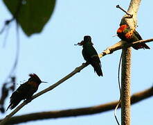 Tufted Coquette