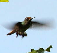 Tufted Coquette