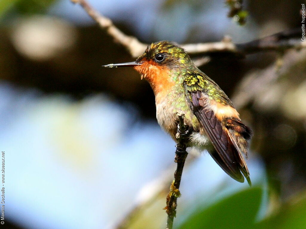 Tufted Coquette female adult, identification