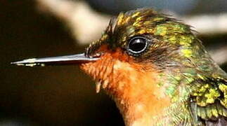 Tufted Coquette