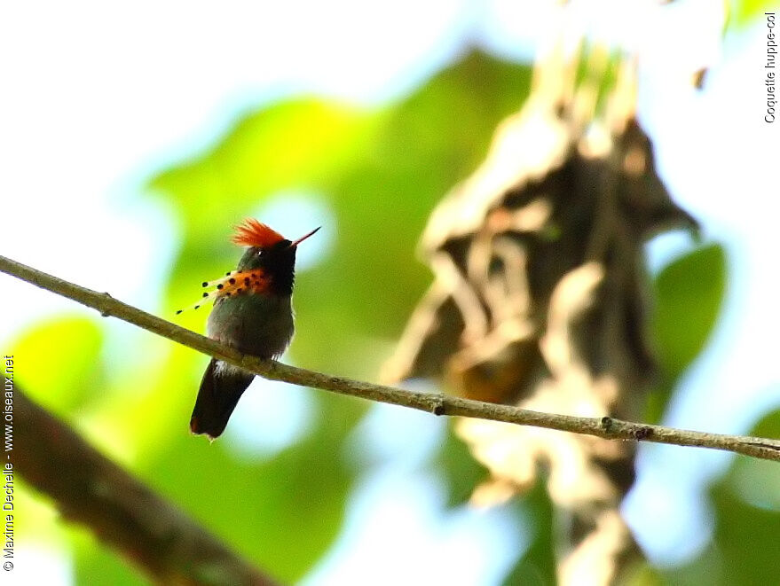 Tufted Coquette male adult, identification