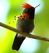 Tufted Coquette