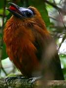 Capuchinbird