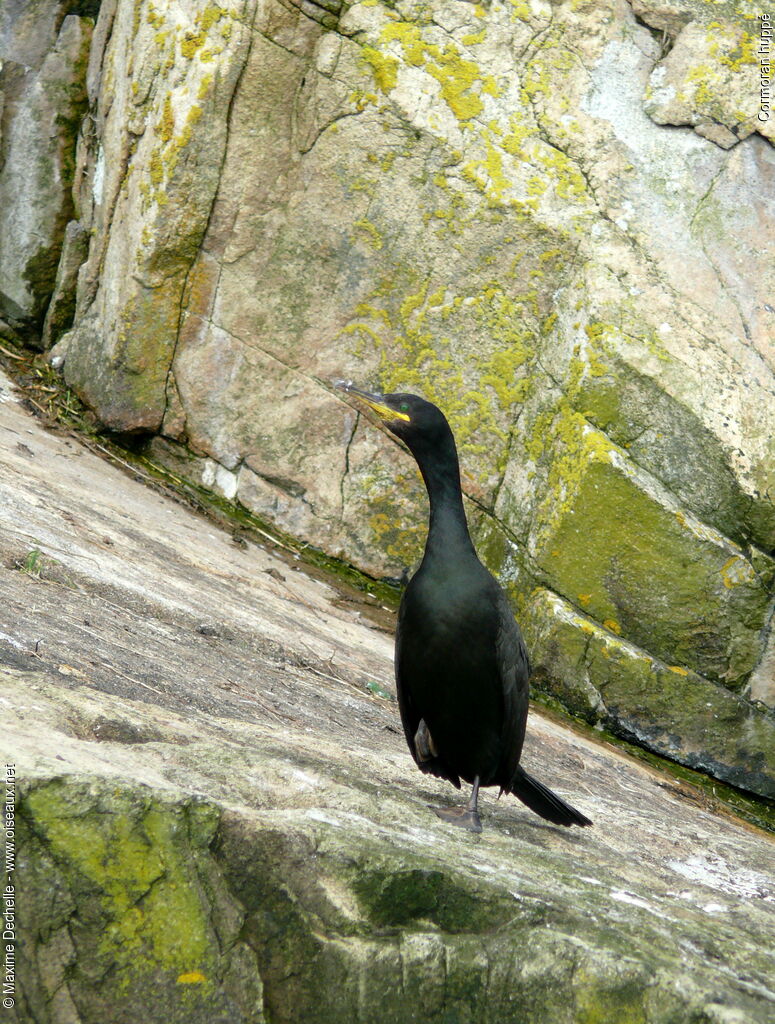 European Shag