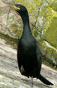 European Shag