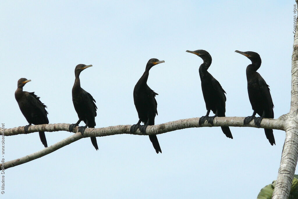 Neotropic Cormorant, Behaviour