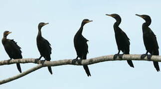 Neotropic Cormorant