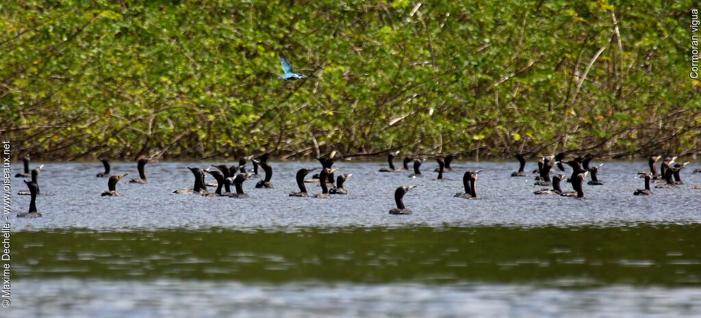 Neotropic Cormorant, Behaviour