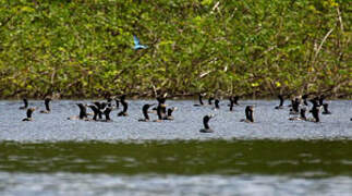 Neotropic Cormorant