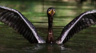 Neotropic Cormorant