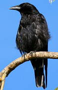 Carrion Crow