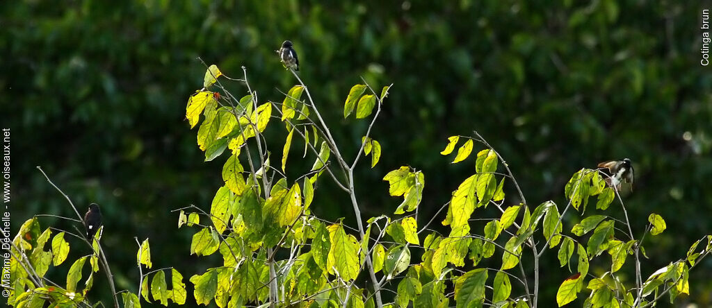 Cotinga brun, Vol