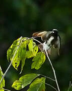 Cotinga brun