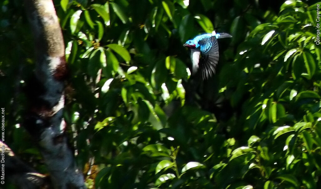 Cotinga de Cayenne mâle adulte, Vol