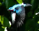 Cotinga de Cayenne