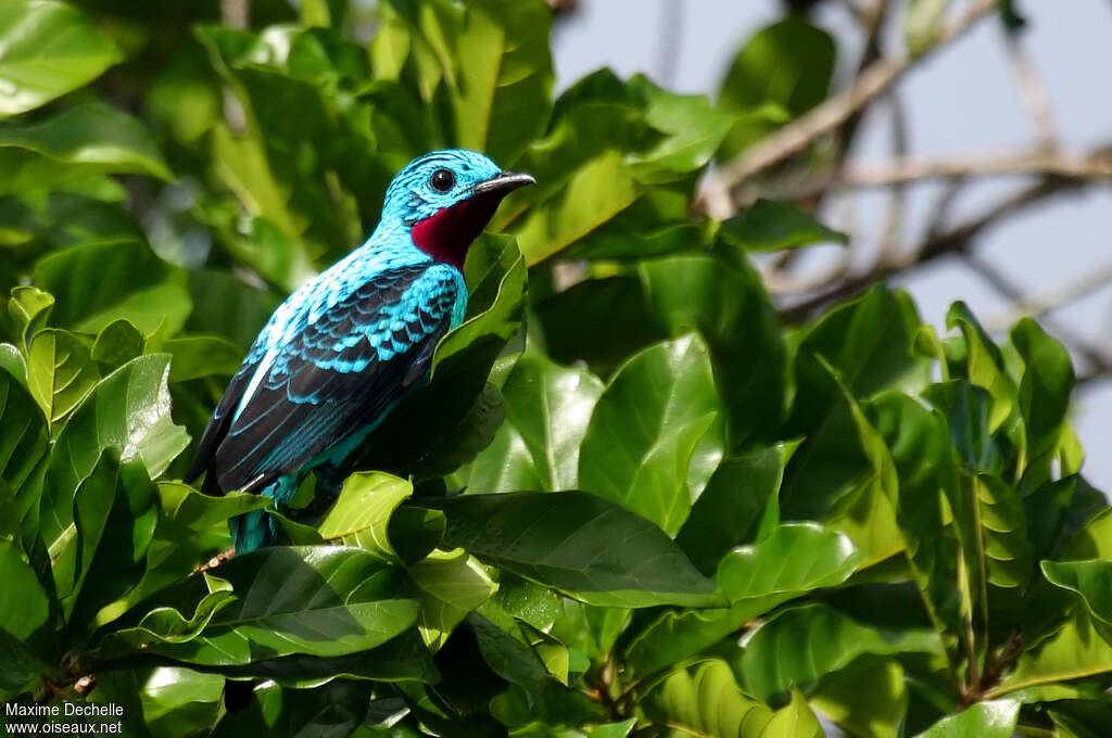 Spangled Cotinga male adult, identification