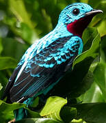 Spangled Cotinga