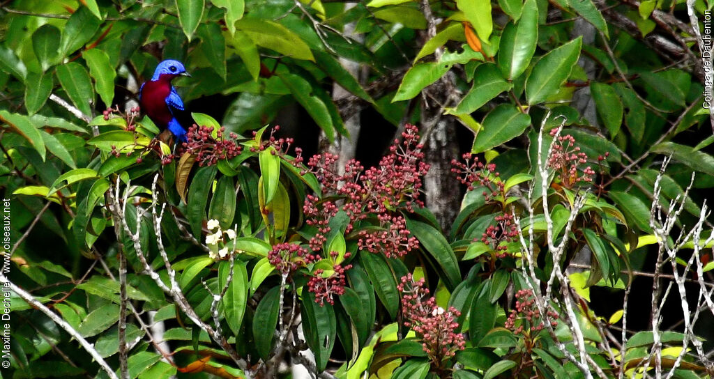 Purple-breasted Cotinga male adult, identification, feeding habits