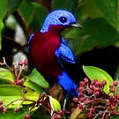 Cotinga de Daubenton
