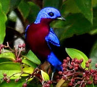 Purple-breasted Cotinga