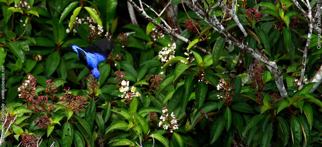 Cotinga de Daubenton mâle adulte, identification, Vol, régime