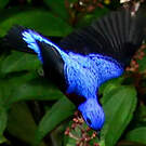Cotinga de Daubenton