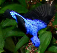 Purple-breasted Cotinga