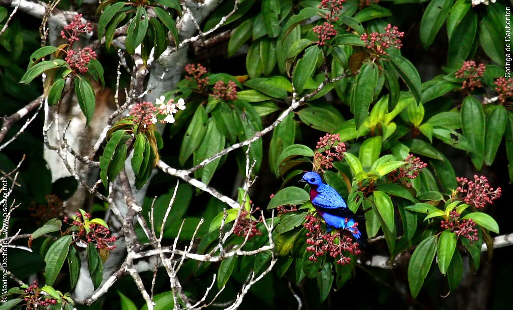 Purple-breasted Cotinga male adult, identification, feeding habits