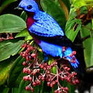 Cotinga de Daubenton