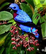 Purple-breasted Cotinga