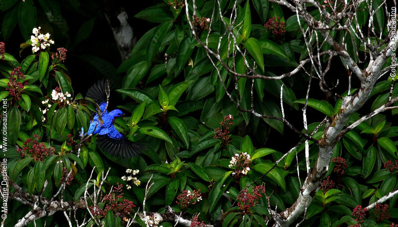 Purple-breasted Cotinga male adult, identification, Flight, feeding habits