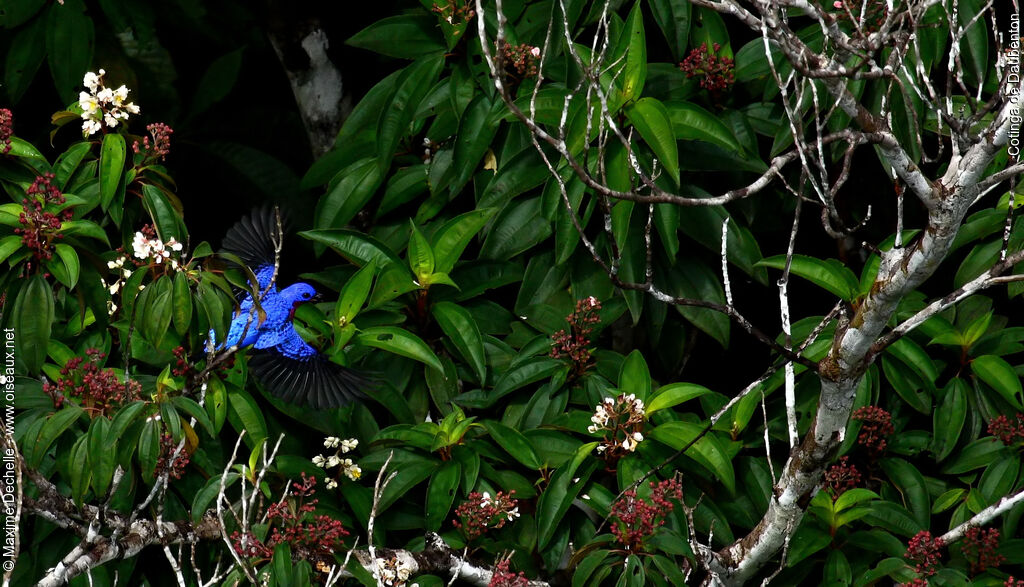 Purple-breasted Cotinga male adult, identification, Flight, feeding habits