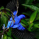 Cotinga de Daubenton