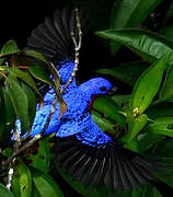 Purple-breasted Cotinga