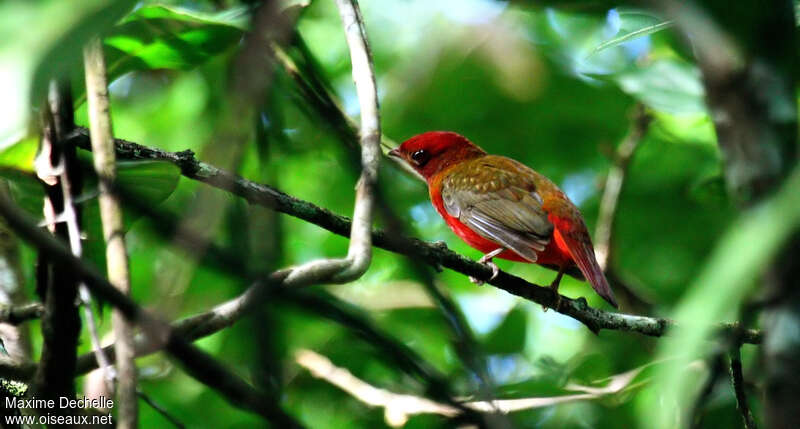 Guianan Red Cotinga female adult
