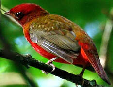 Guianan Red Cotinga