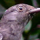 Cotinga pompadour