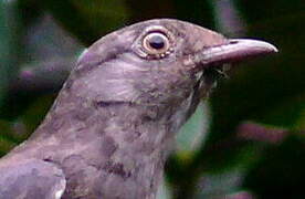 Pompadour Cotinga