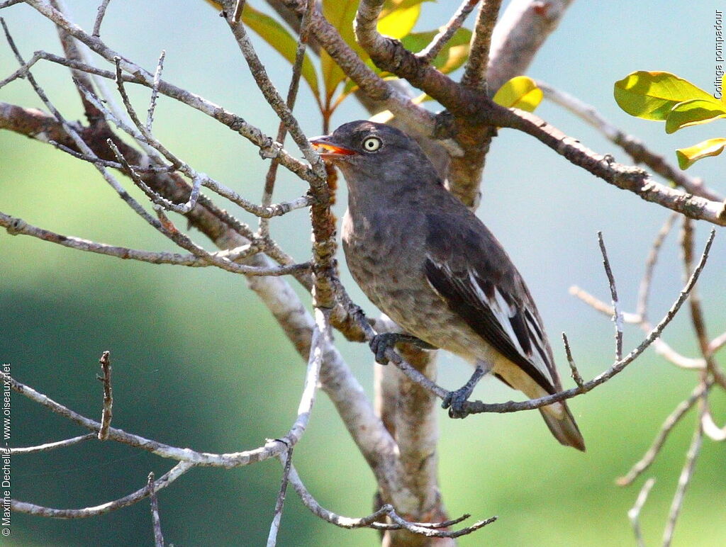 Cotinga pompadour femelle adulte