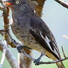Cotinga pompadour