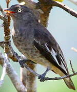 Pompadour Cotinga