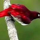 Cotinga pompadour