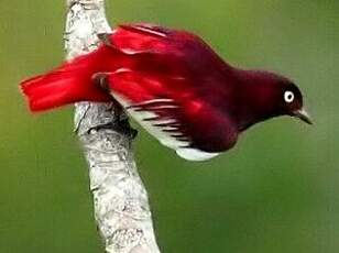 Cotinga pompadour