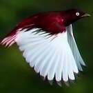 Cotinga pompadour