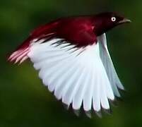 Pompadour Cotinga