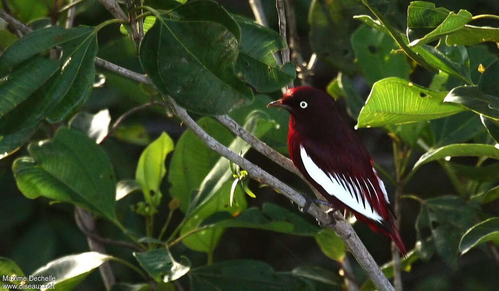 Pompadour Cotinga male adult, identification