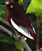 Cotinga pompadour