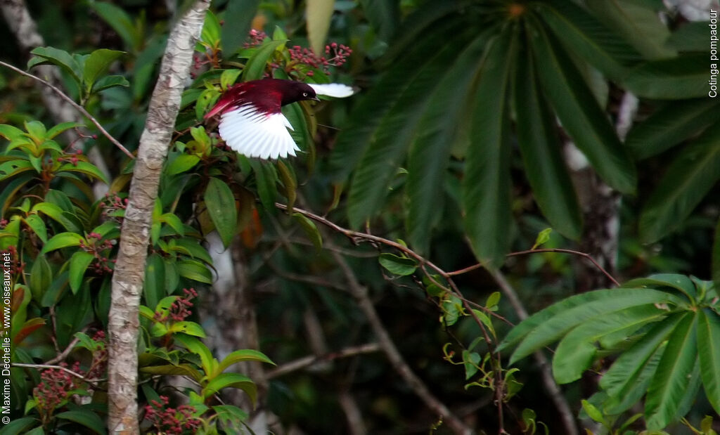 Pompadour Cotinga male adult, Flight