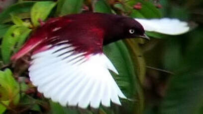 Cotinga pompadour