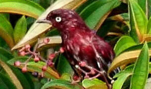 Pompadour Cotinga